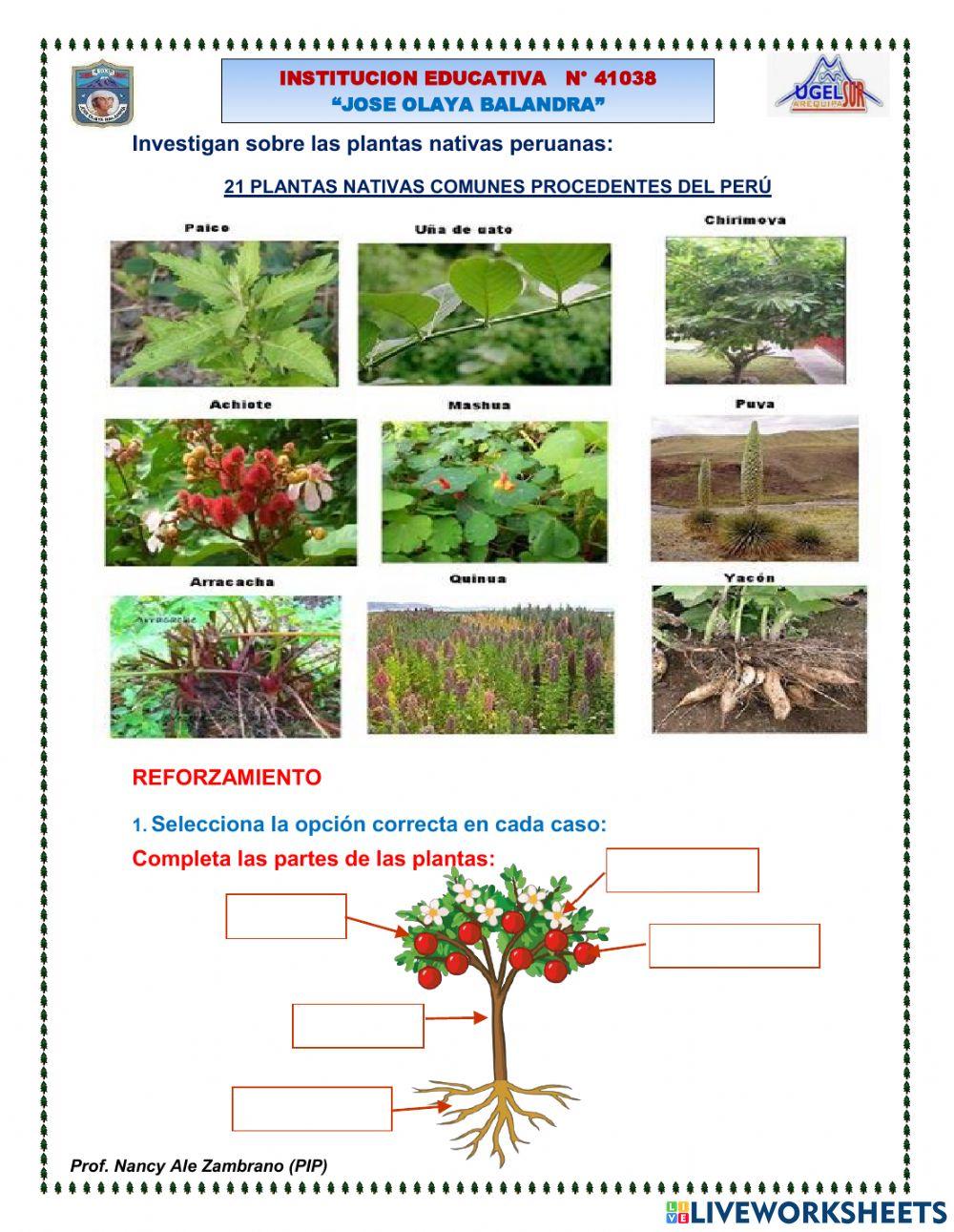 La planta y sus partes