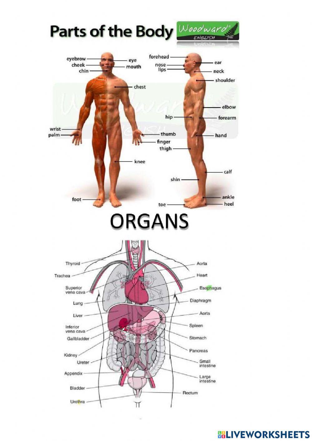 Body parts and organs