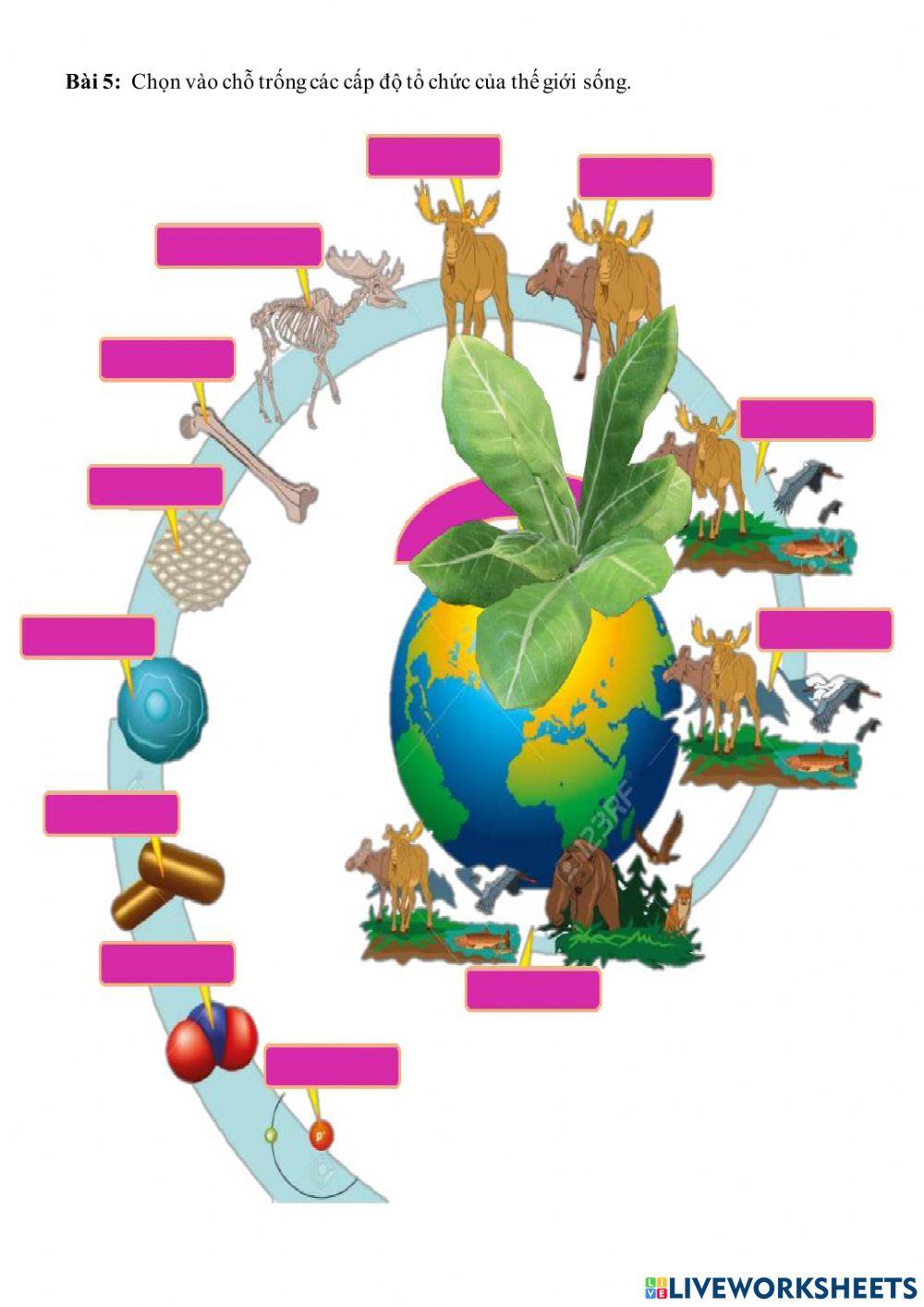 Các cấp thế giới sống