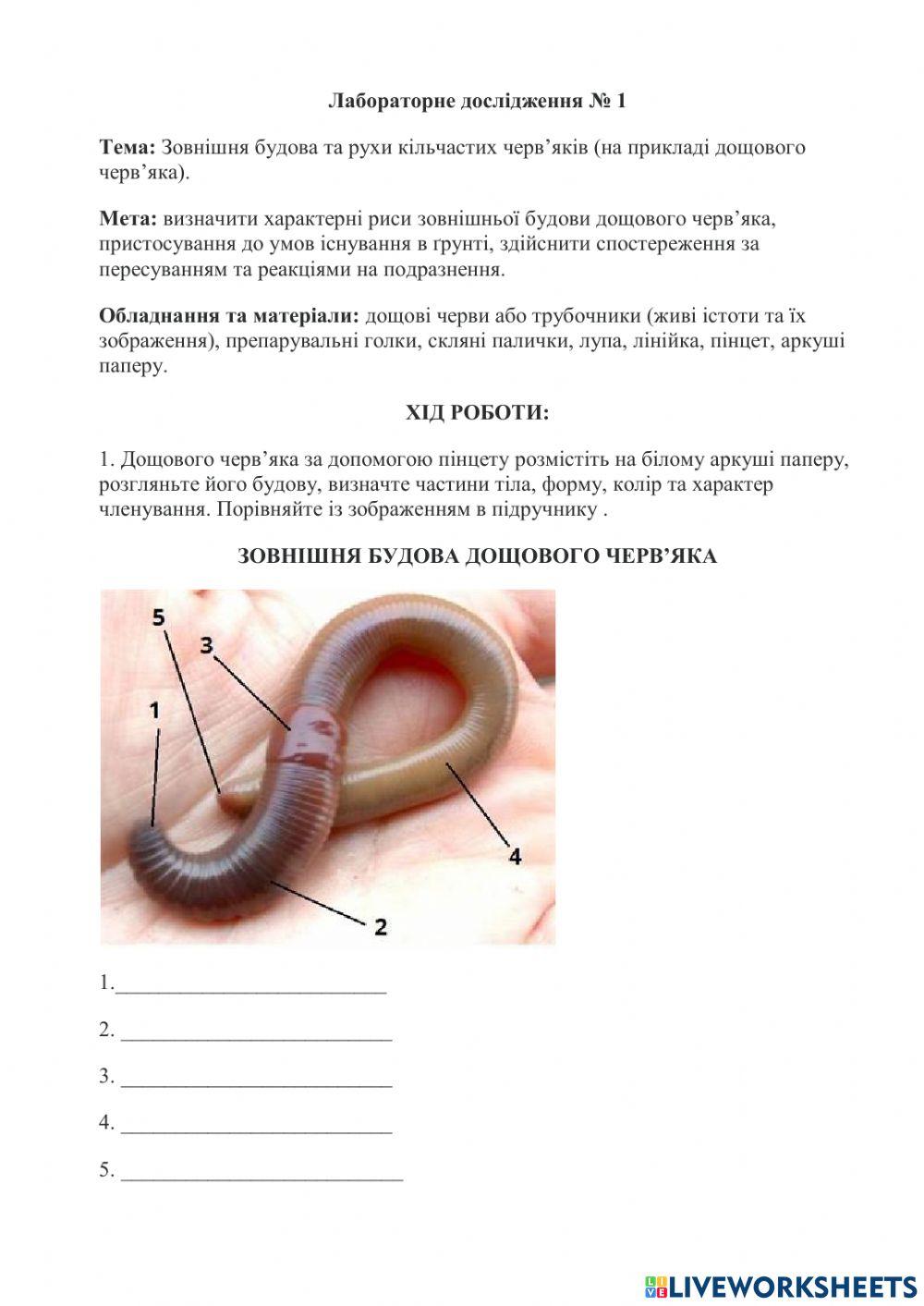 Лабораторне дослідження № 1. Зовнішня будова кільчаків