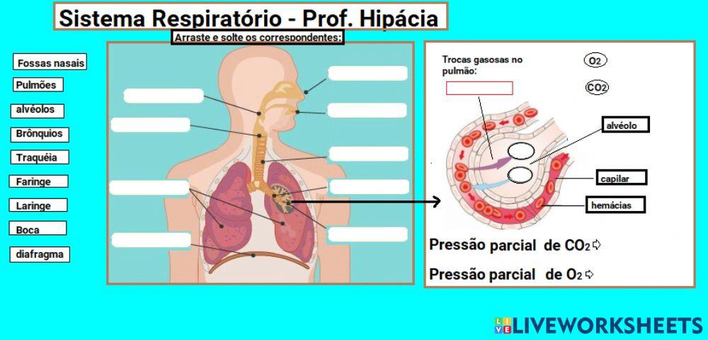 Sistema Respiratório