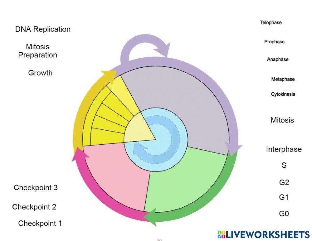 Cell Cycle online exercise for Biology Diagrams