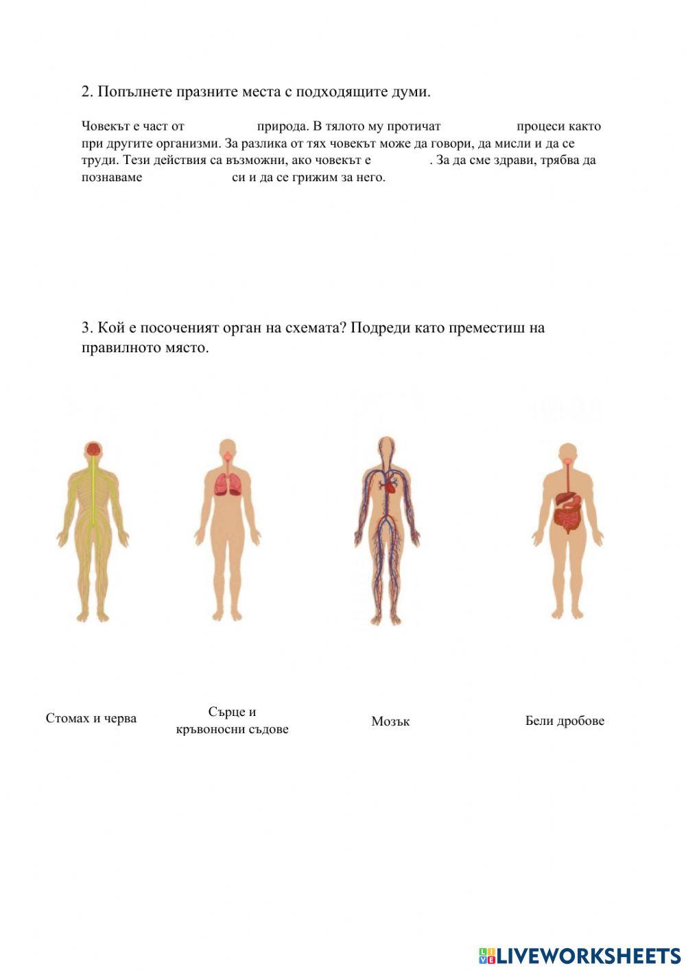 Основни органи в човешкото тяло