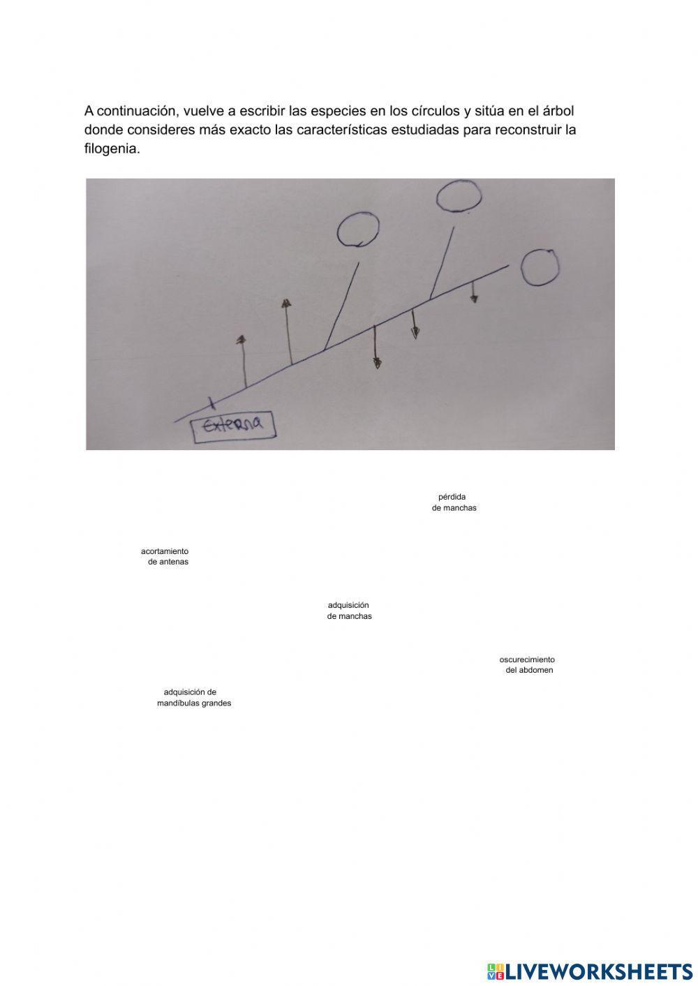 Elaboración de cladograma