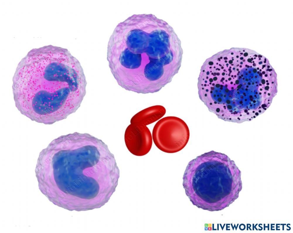 Клітини крові