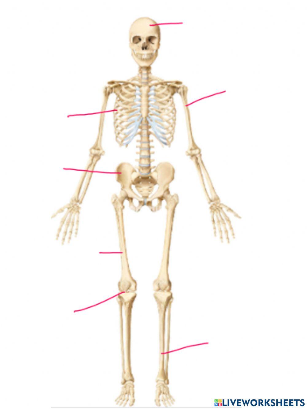 El esqueleto