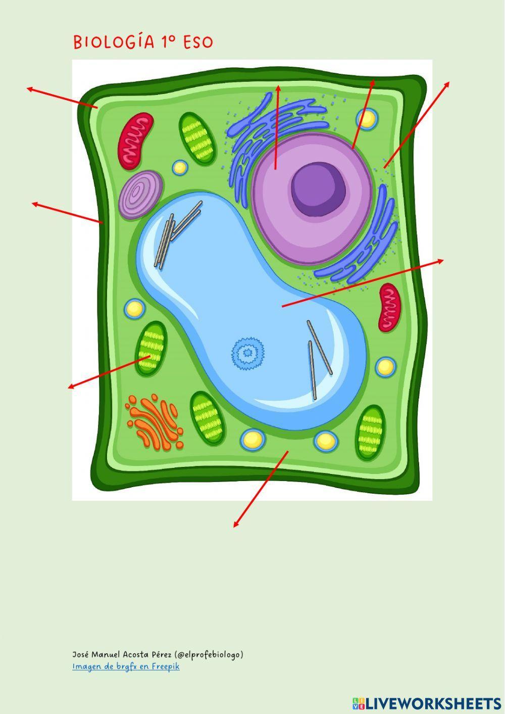 Las partes de la célula