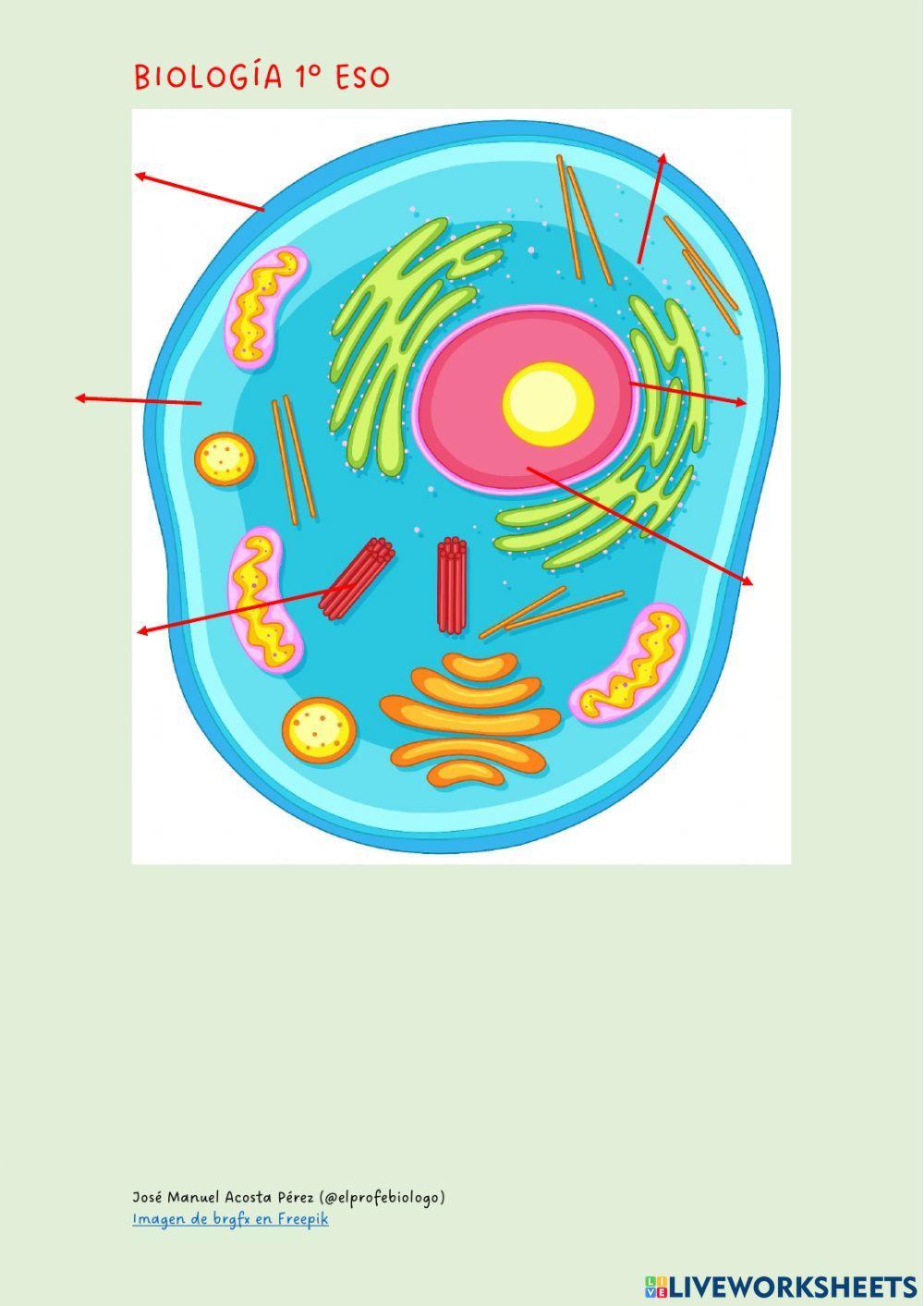 Las partes de la célula