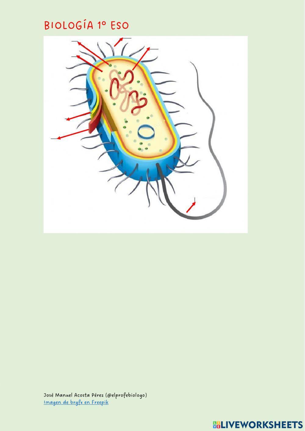 Las partes de la célula