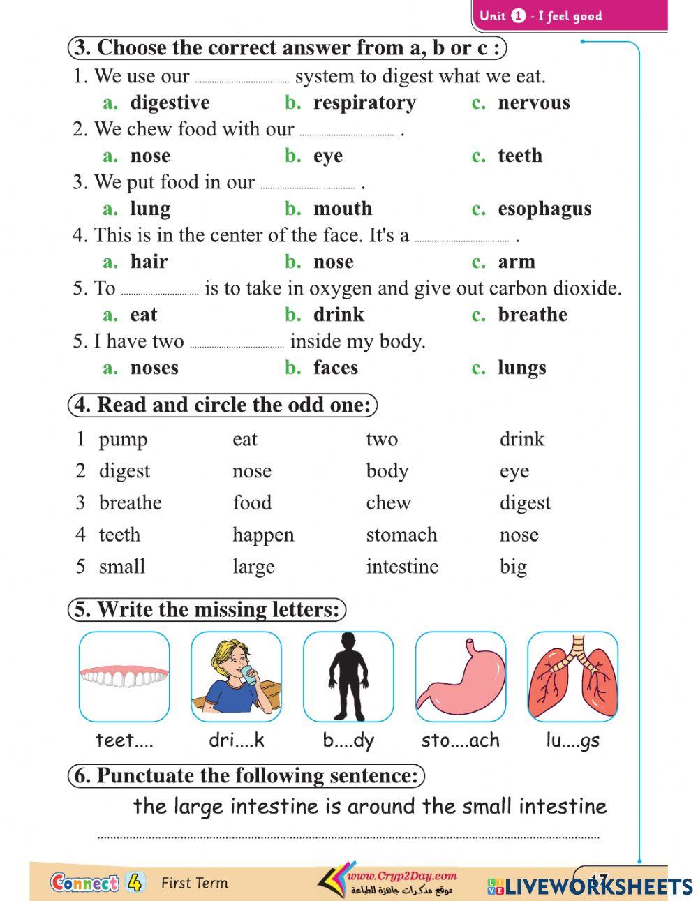 Exercise digestive system and respiratory system