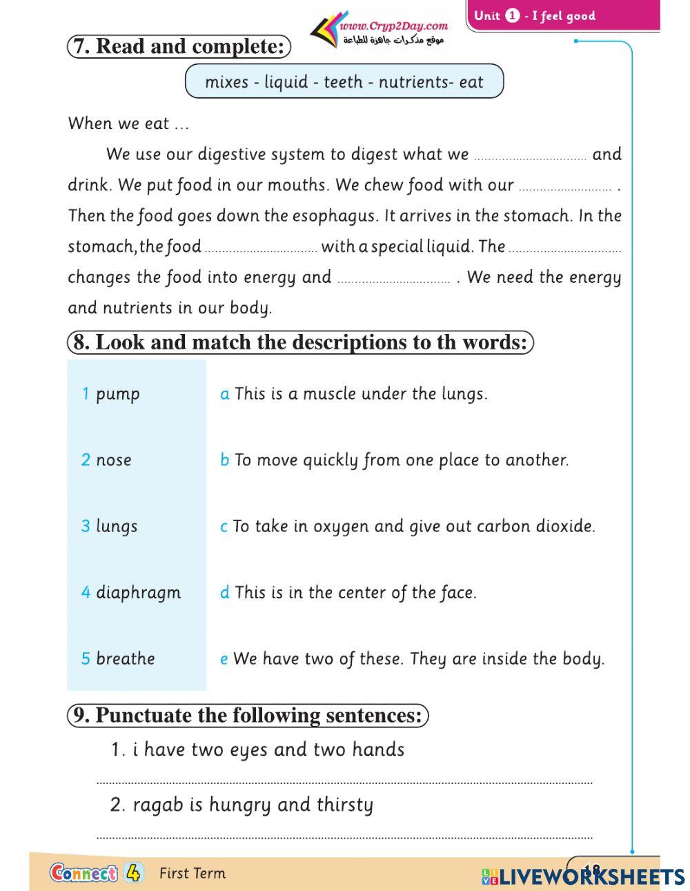 Exercise digestive system and respiratory system