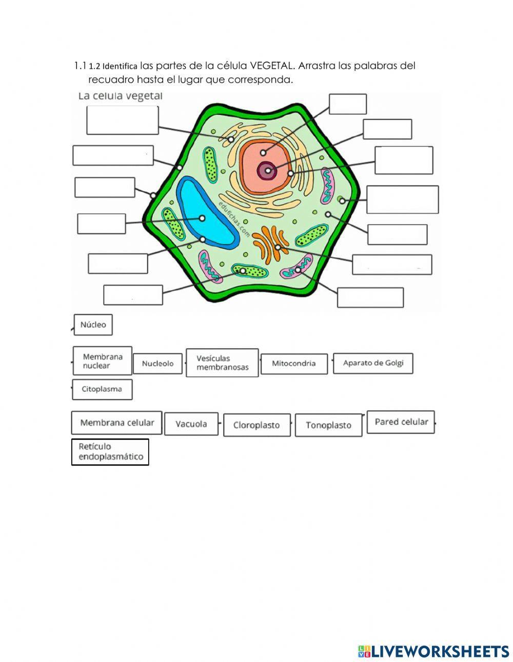 La celula animal vs vegetal