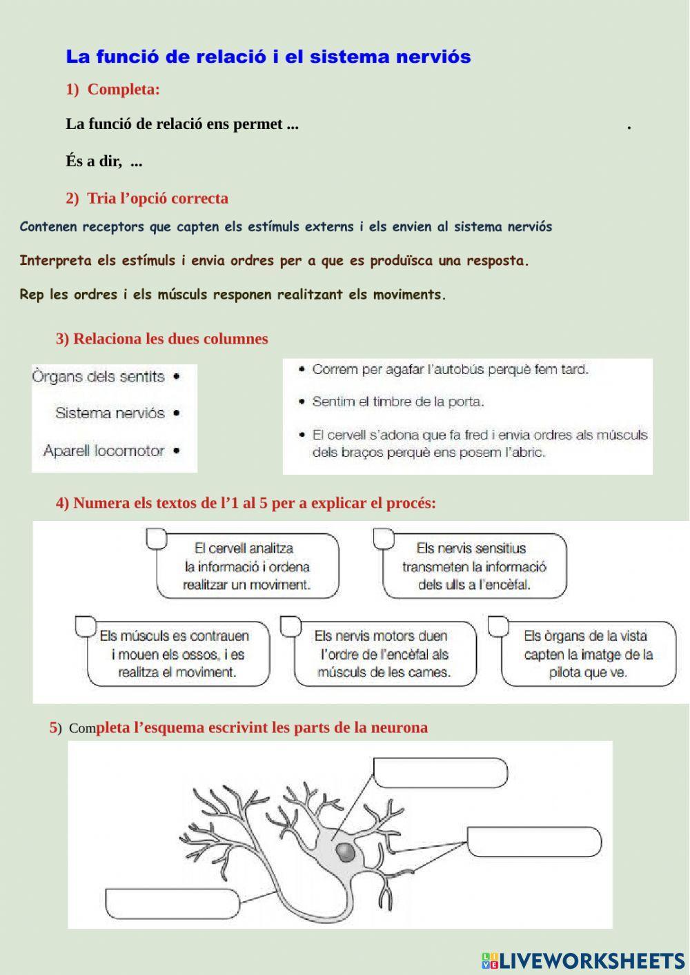 La funció de relació i els sentits La funció de relació i els sentits
