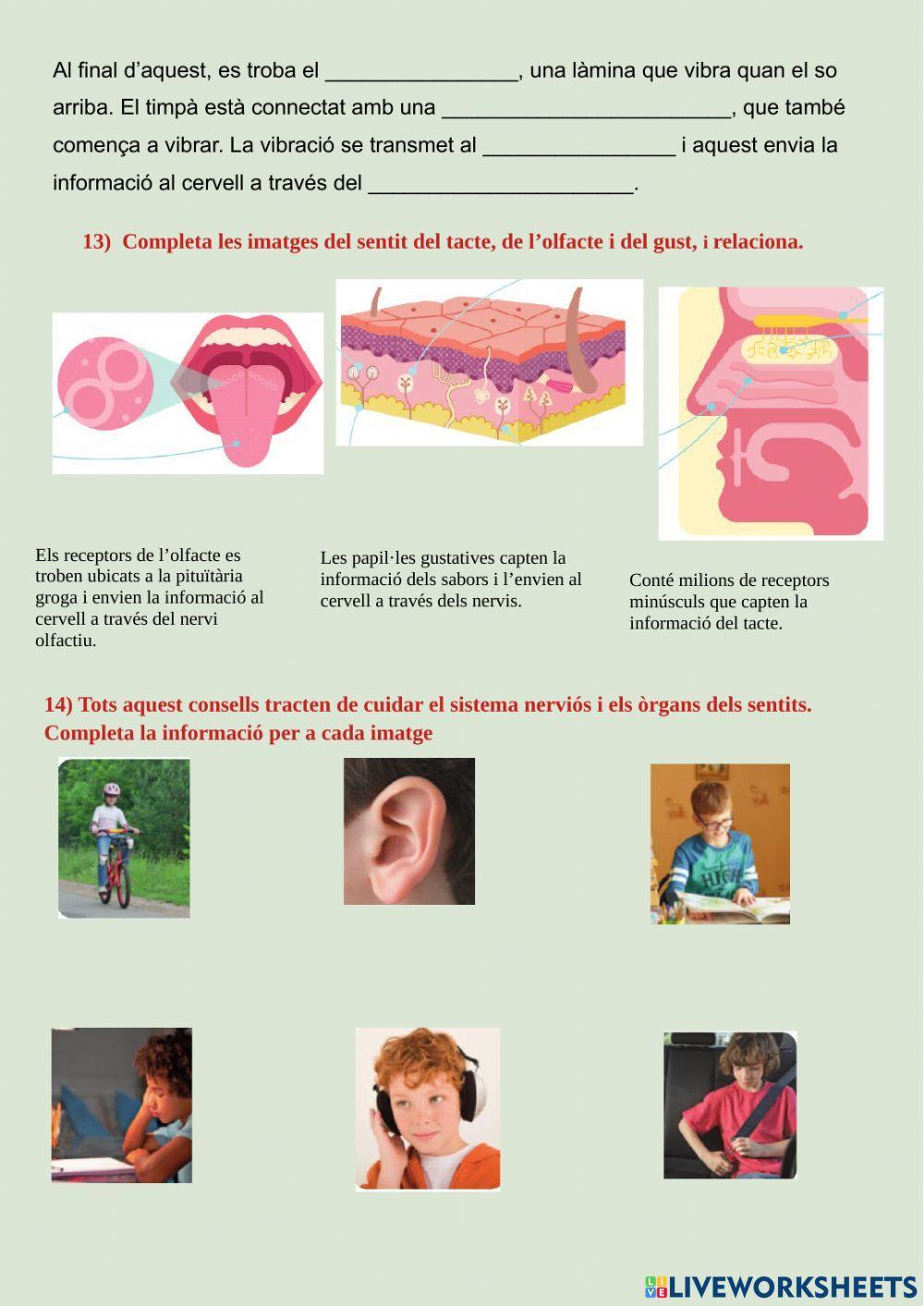 La funció de relació i els sentits La funció de relació i els sentits