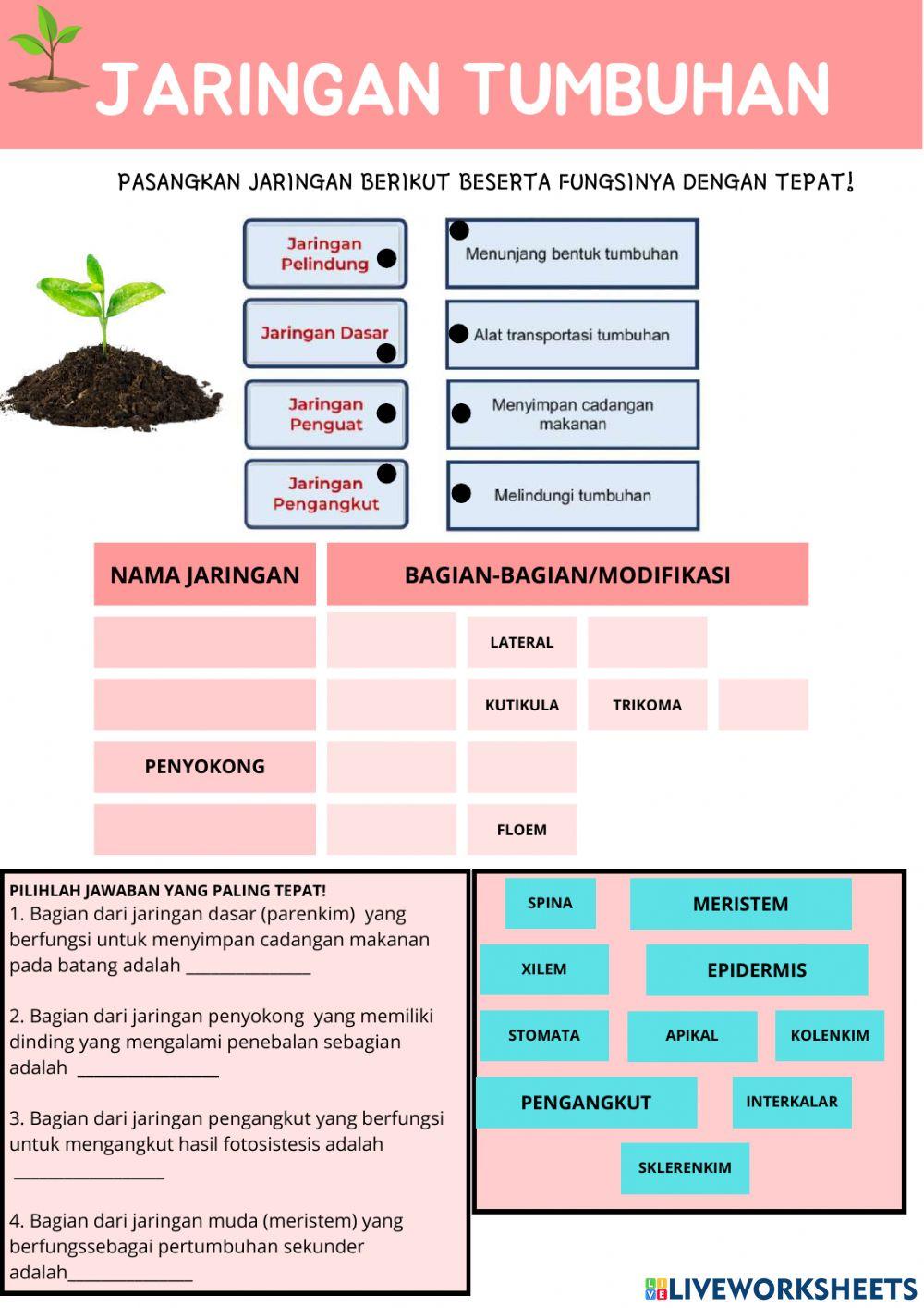 Struktur jaringan tumbuhan