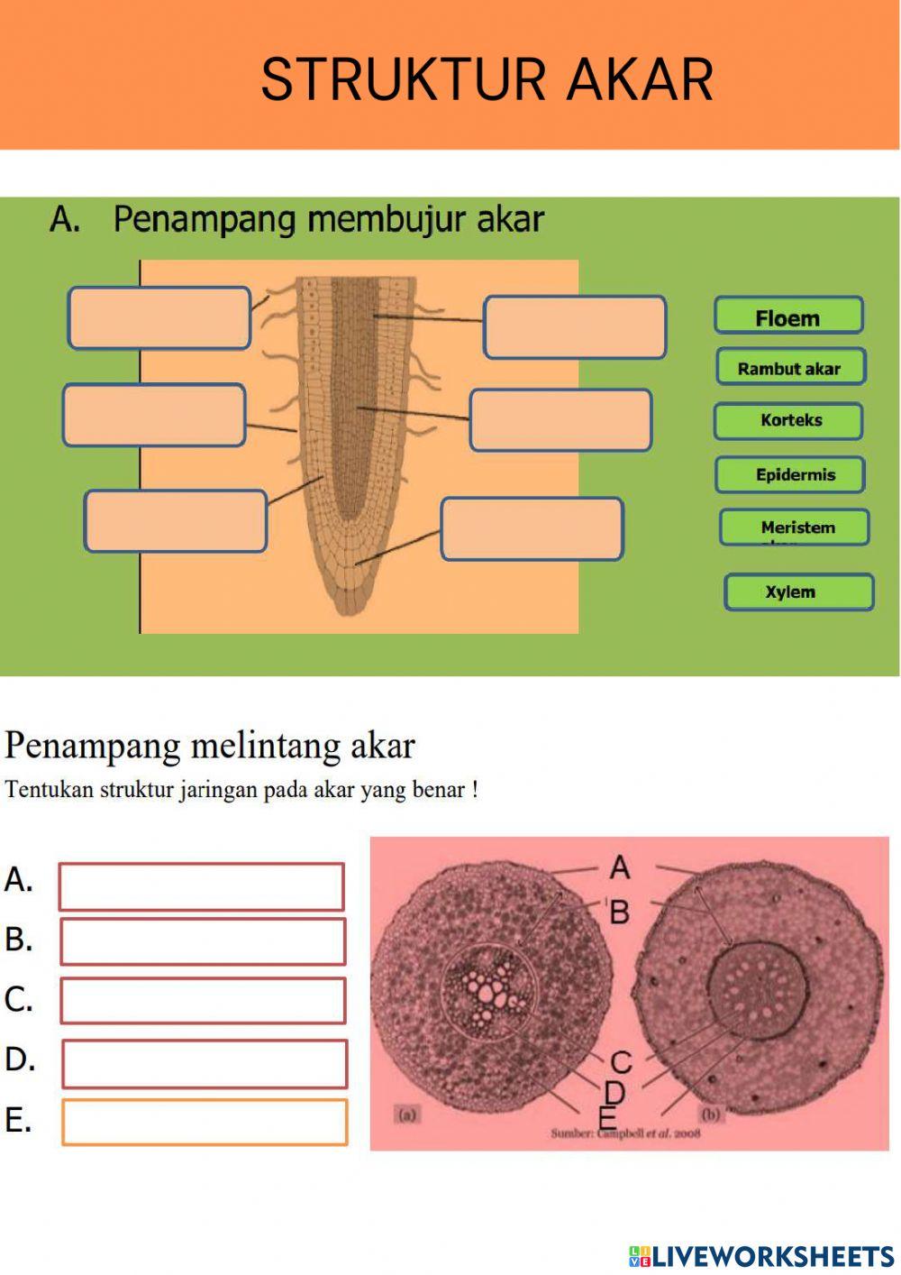 Struktur jaringan tumbuhan