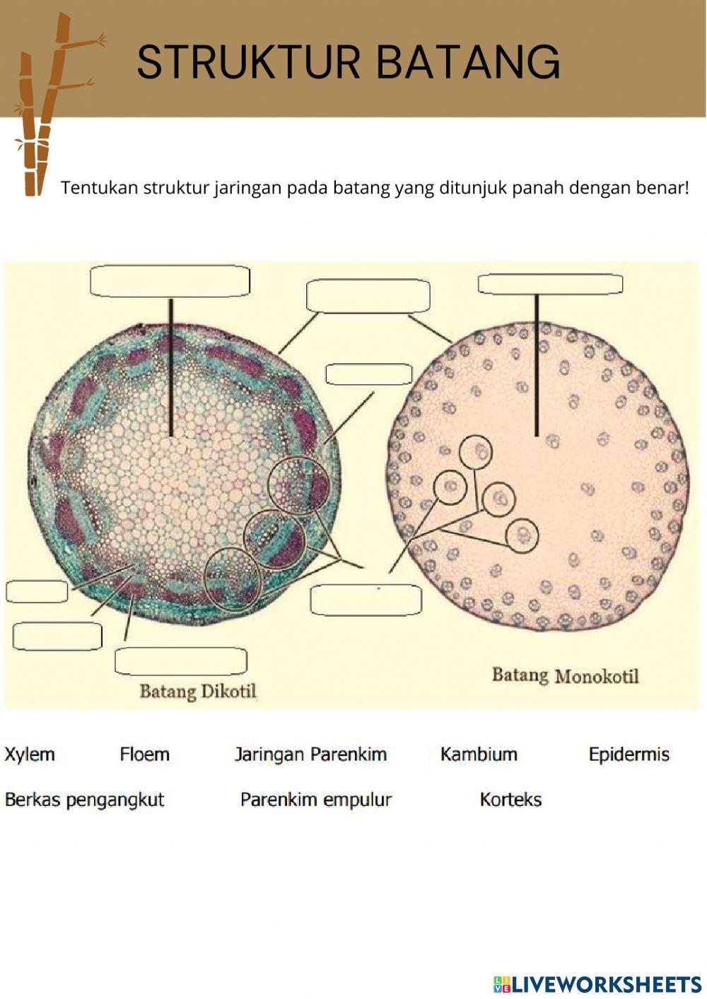 Struktur jaringan tumbuhan