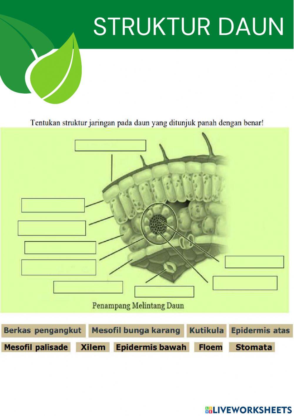 Struktur jaringan tumbuhan