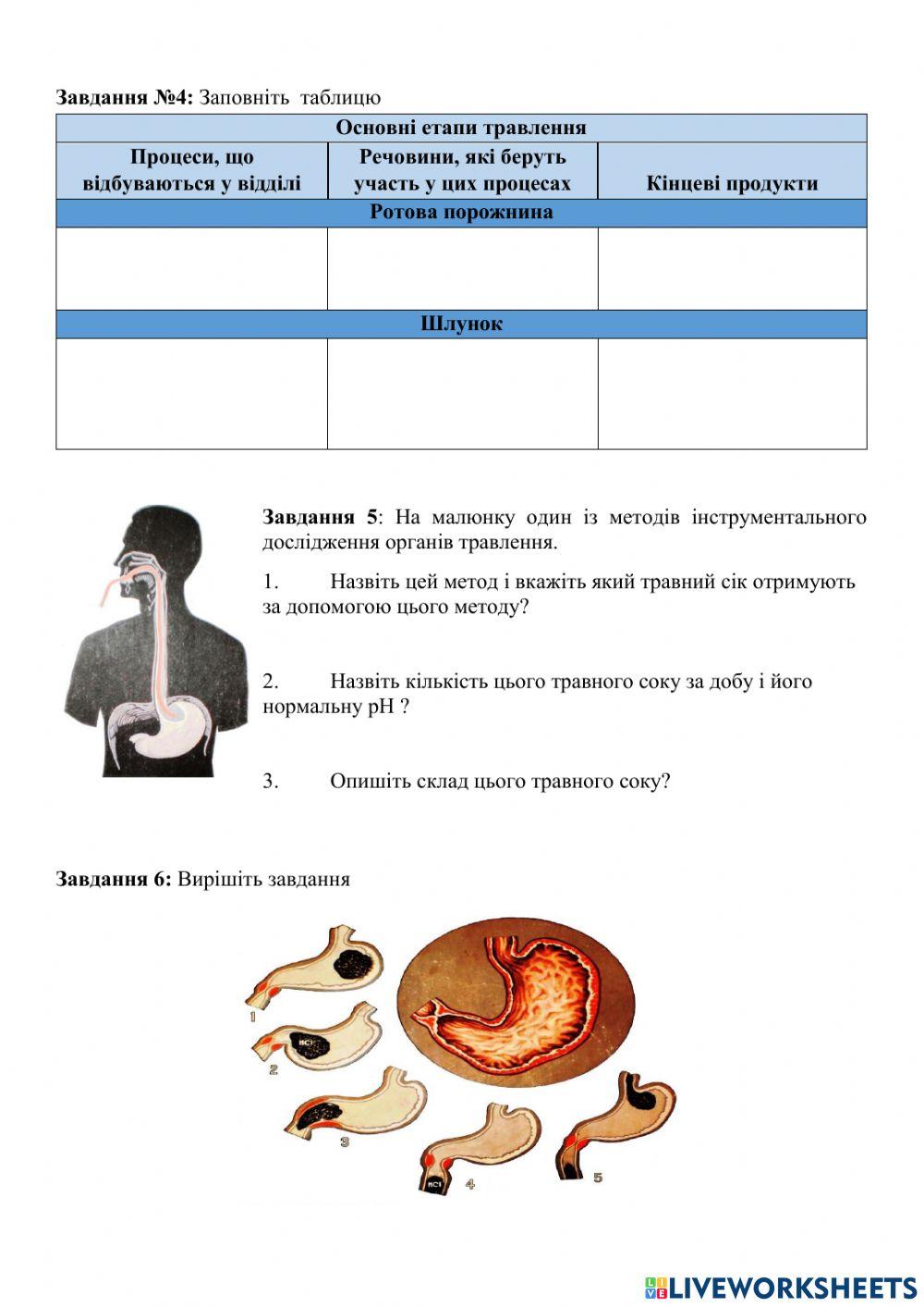 Анатомія шлунка