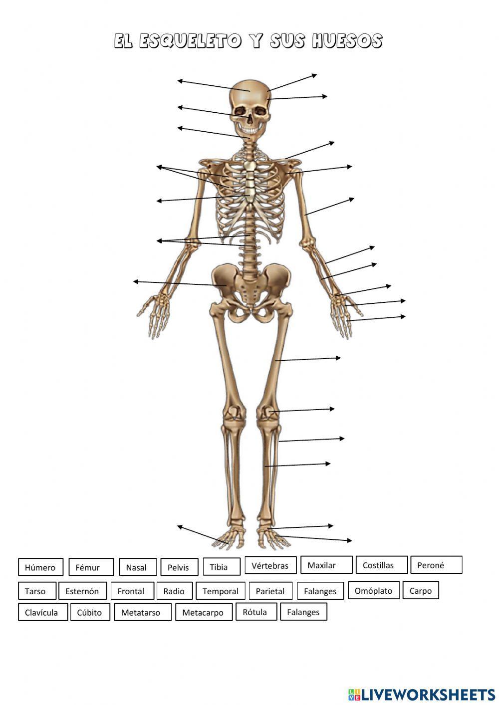 El esqueleto - Los huesos