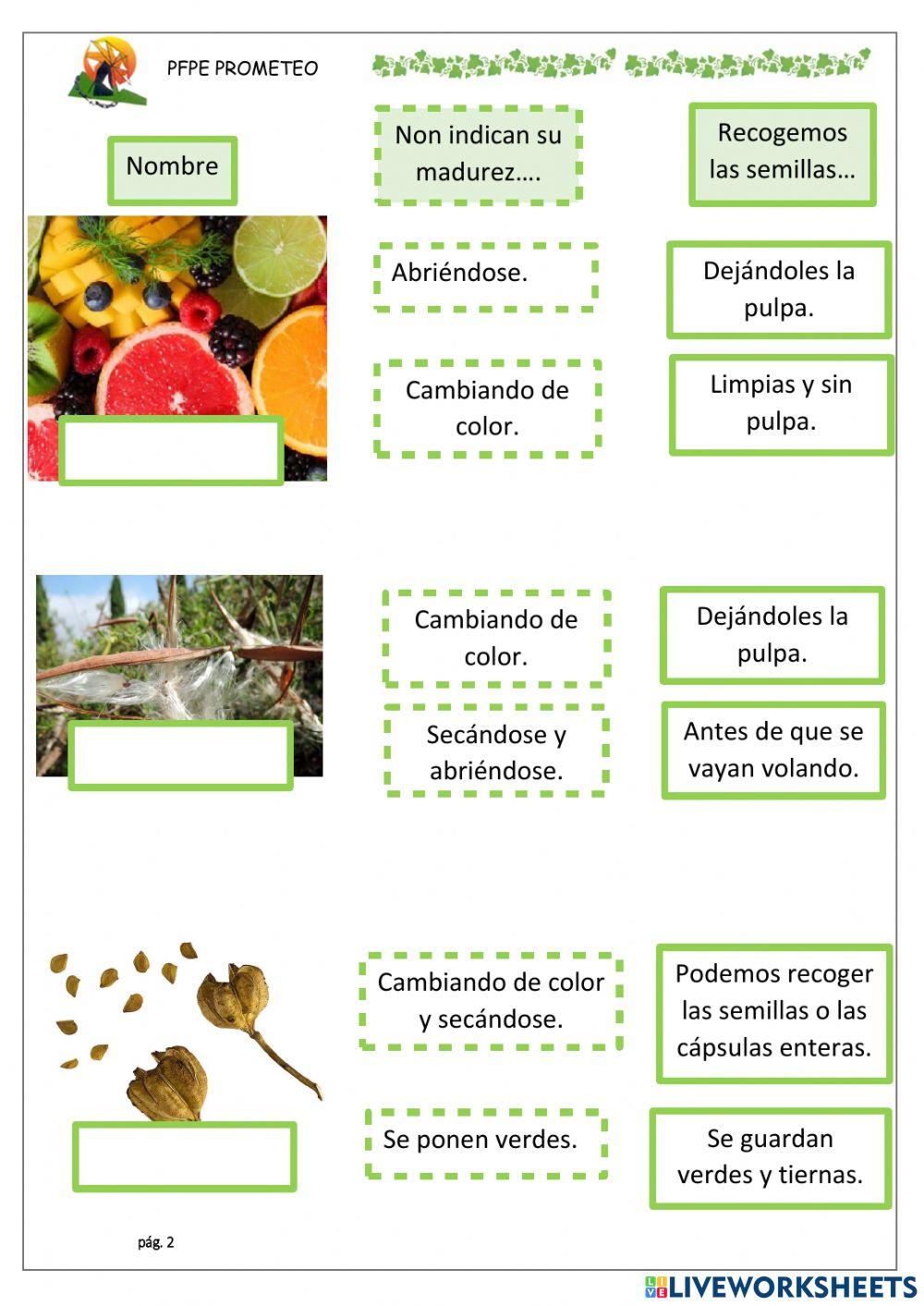 Frutos y maduración