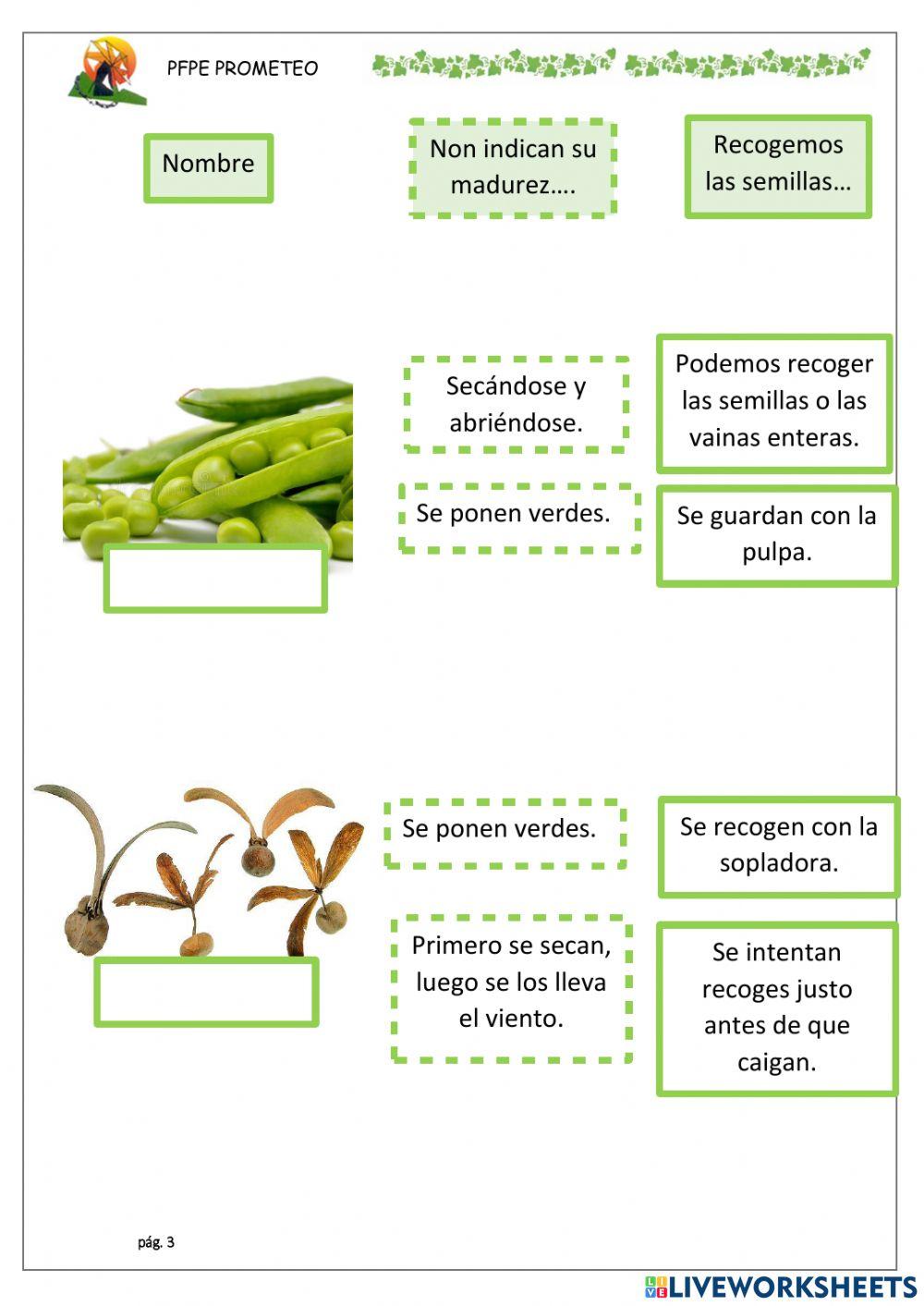 Frutos y maduración
