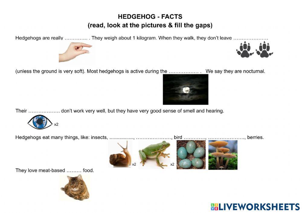 Hedghehog