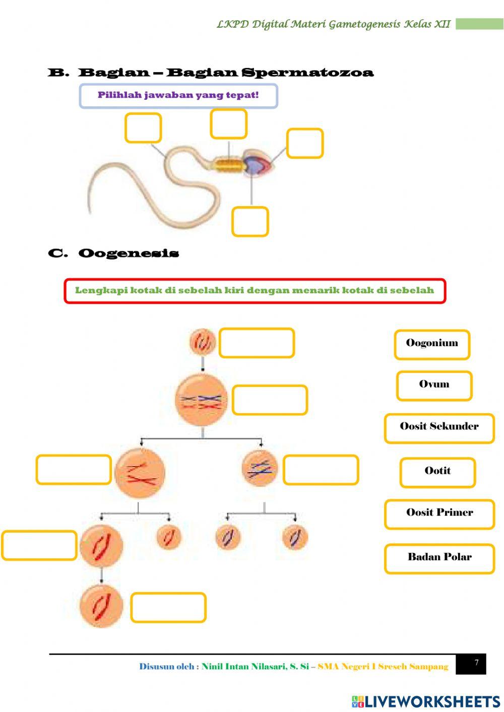 LKPD Digital Biologi (Gametogenesis)