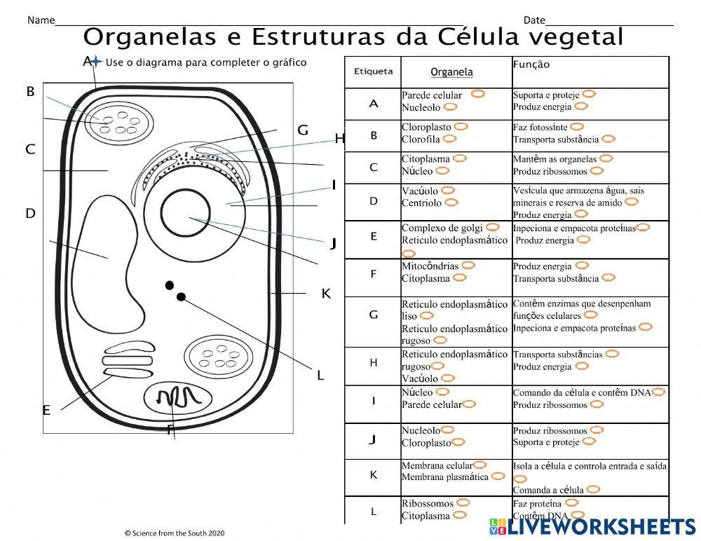 Organelas e estruturas celulares