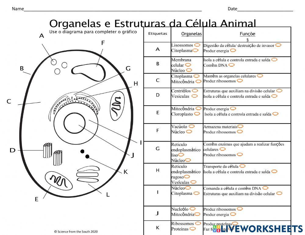Organelas e estruturas celulares