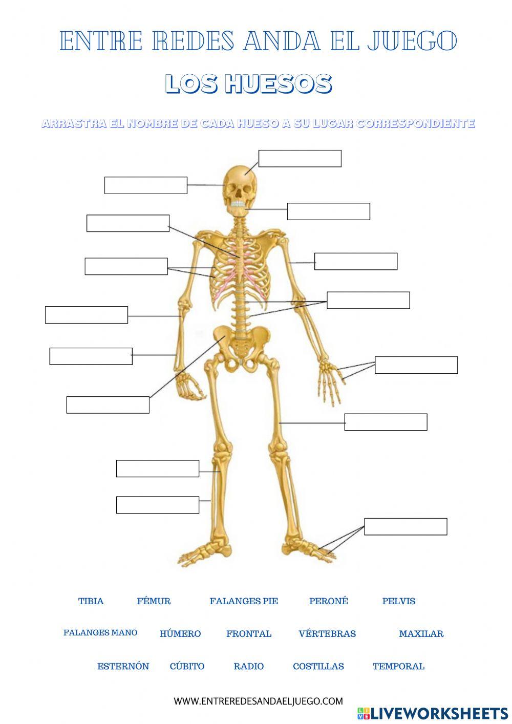 Huesos del cuerpo humano