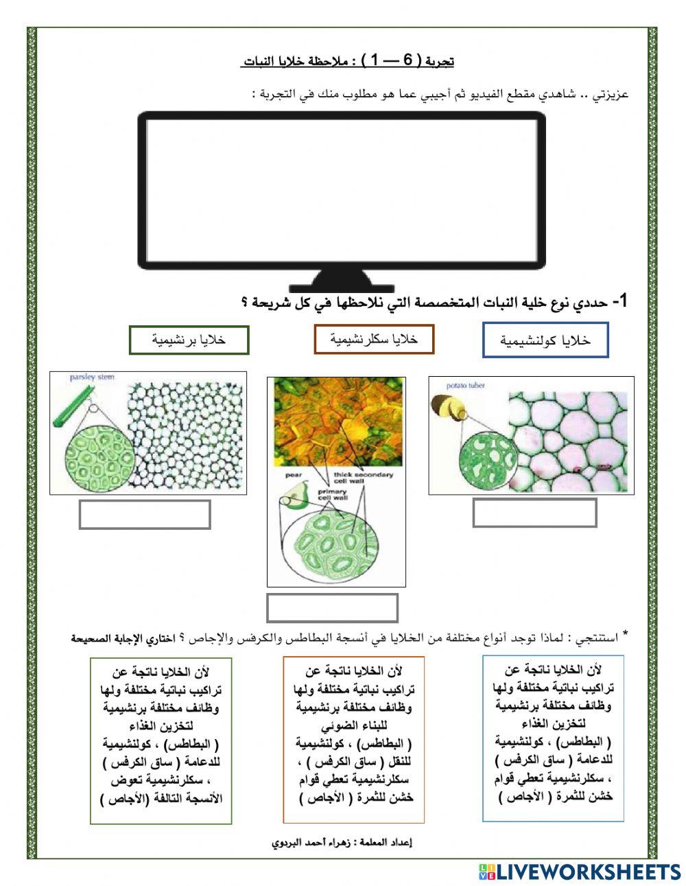 تجربة : ملاحظة خلايا النبات