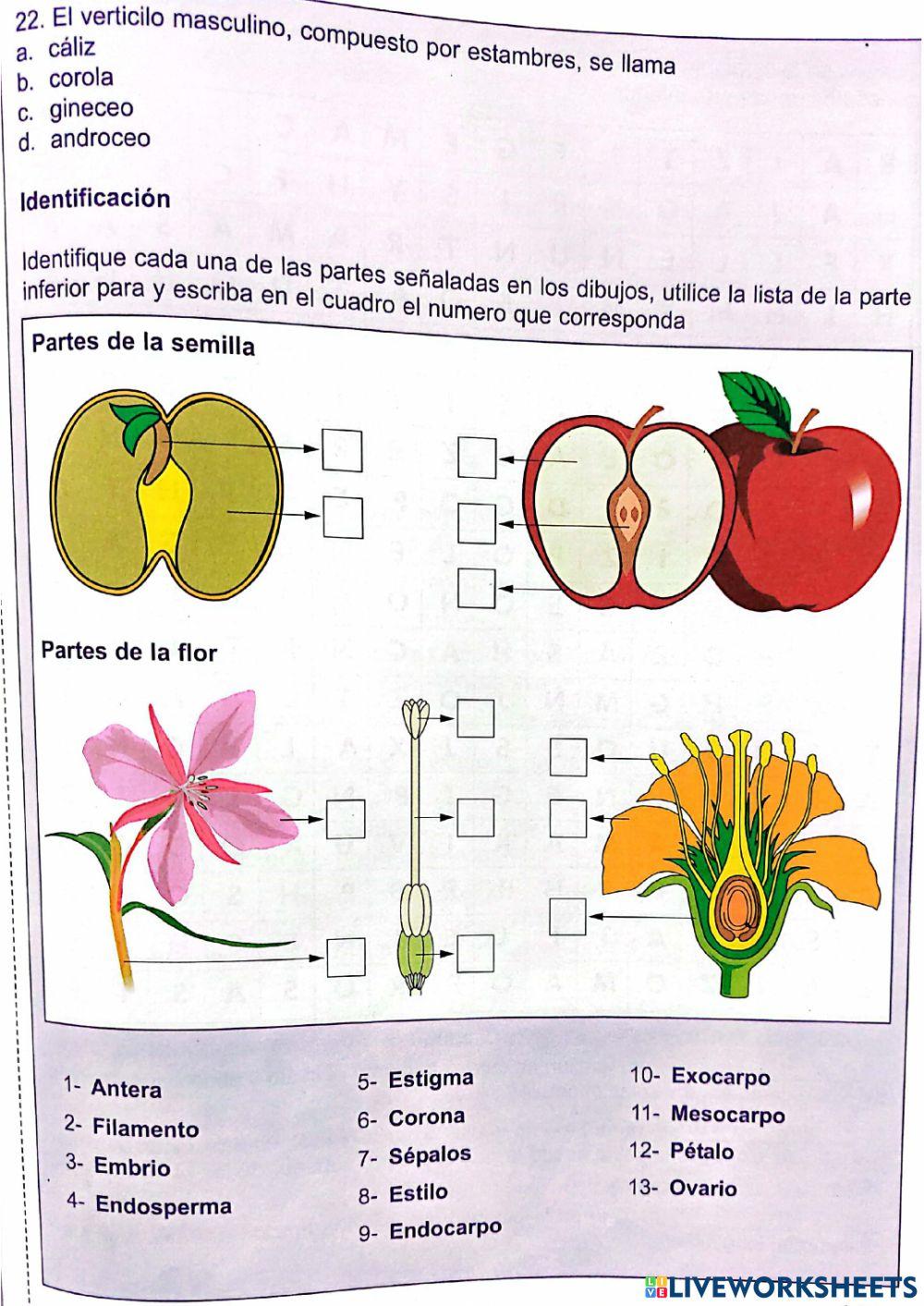 Tejidos y Örganos de las plantas