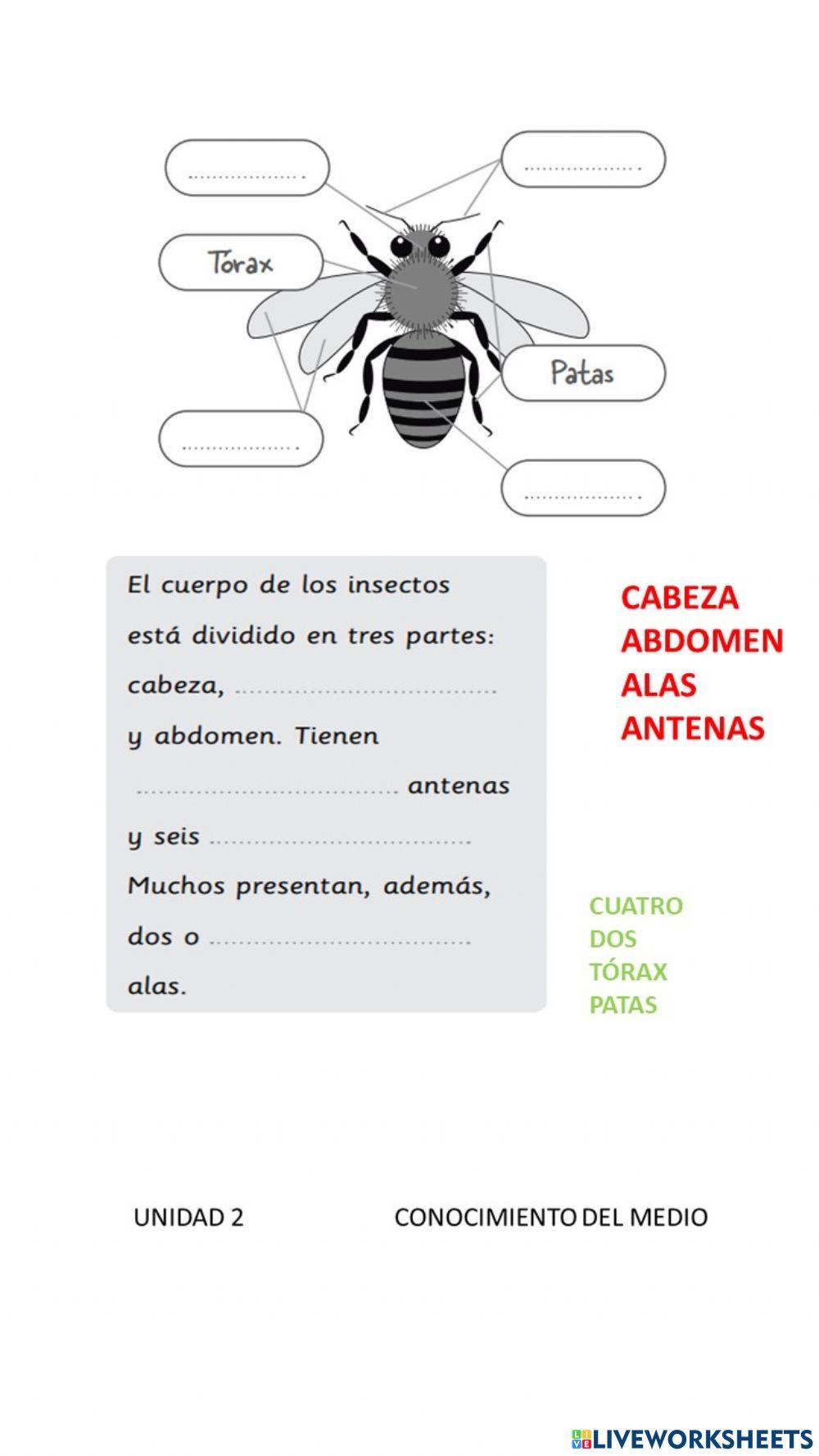 Artrópodos UNIDAD 2  REFUERZO