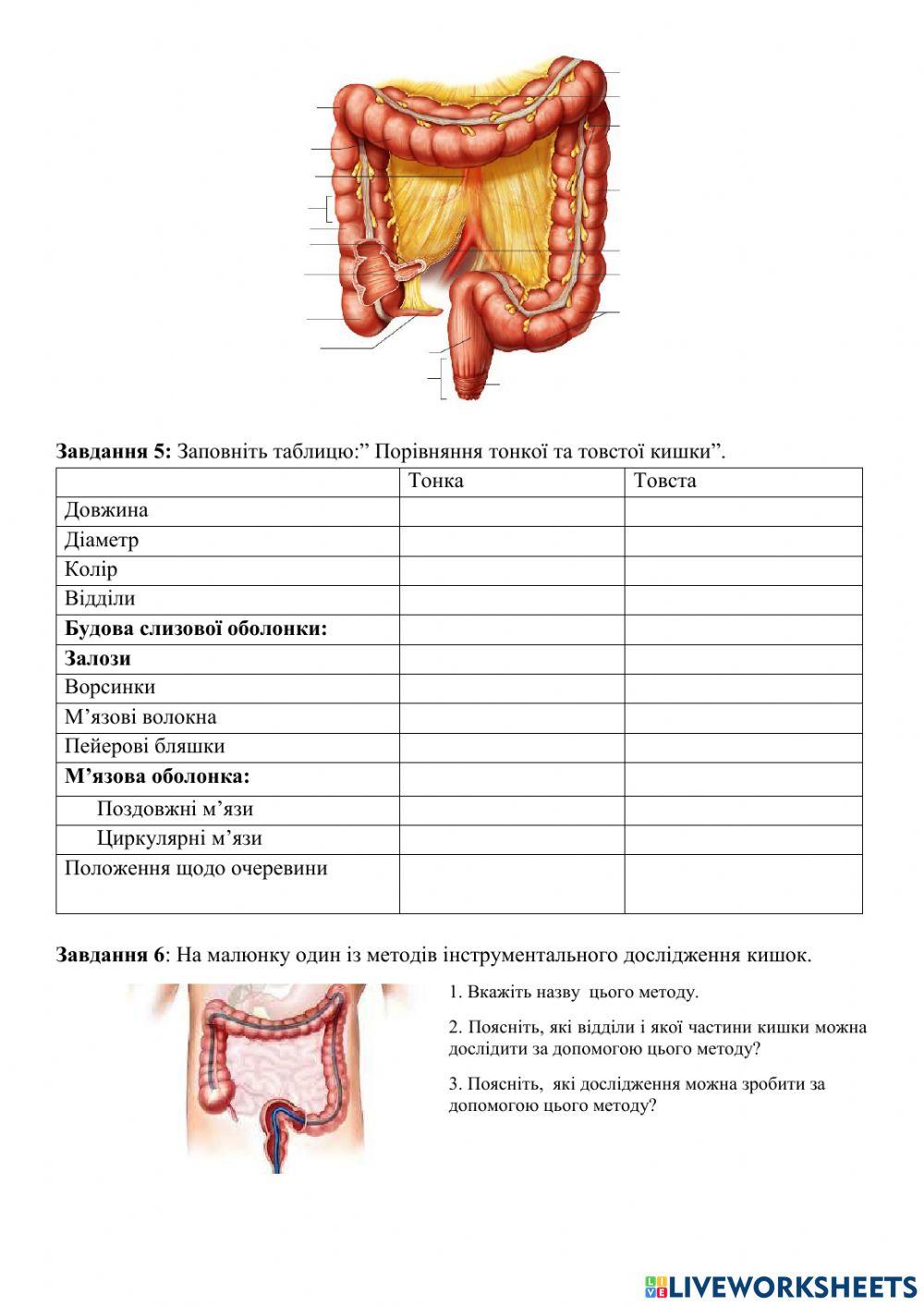 Анатомія та фізіологія кишечника