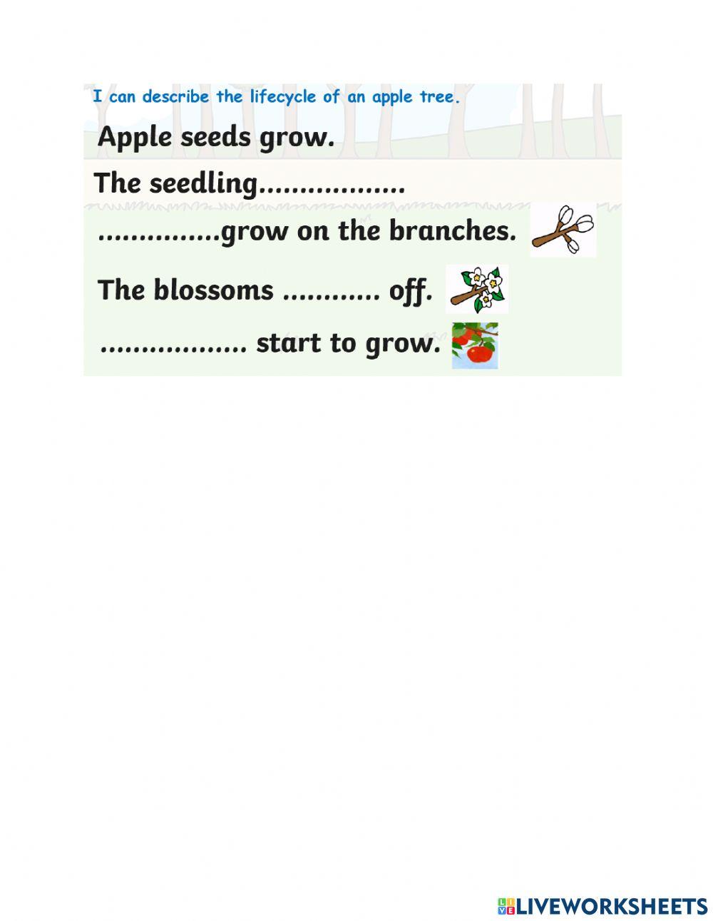 Apple lifecycle