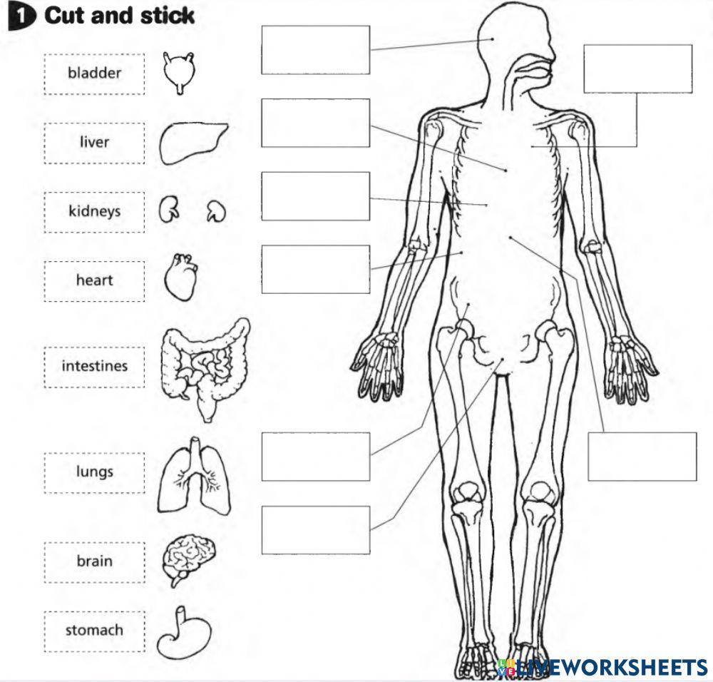 Body organs