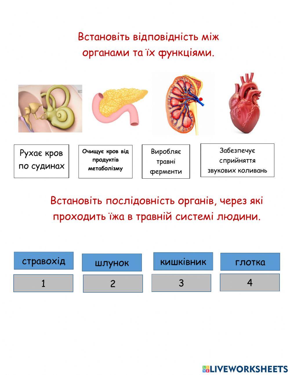 Органи людини