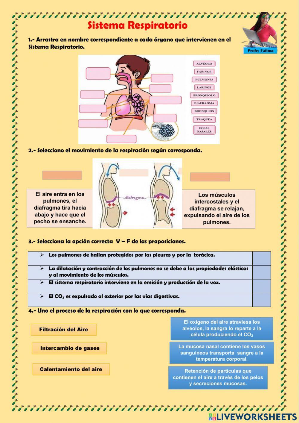 El Sistema Respiratorio