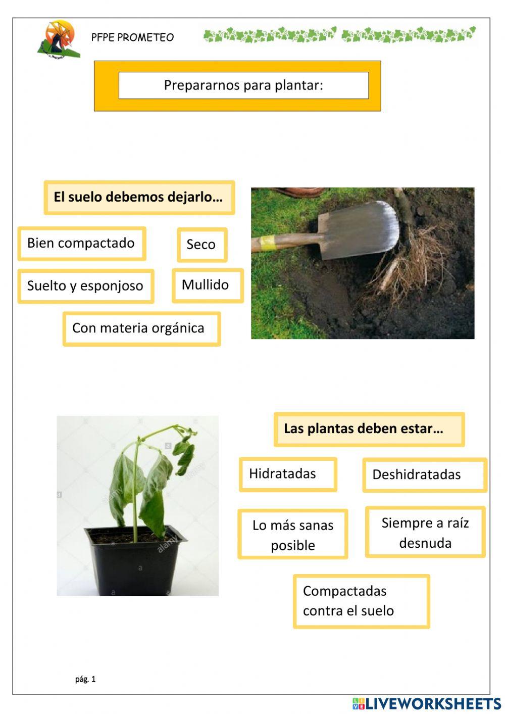 Preparar para trasplantas