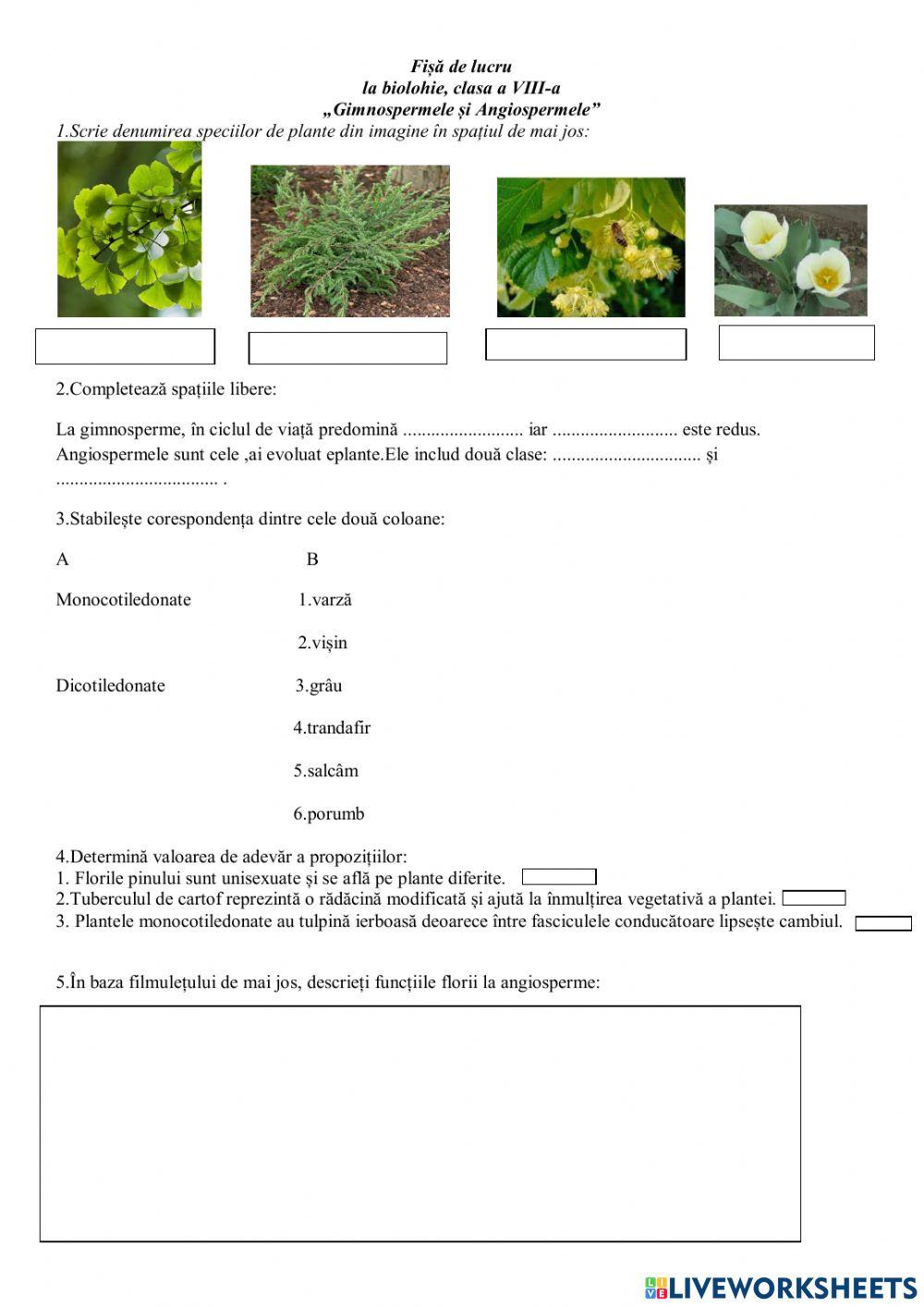 Fișă de lucru:Gimnosperme+Angiosperme