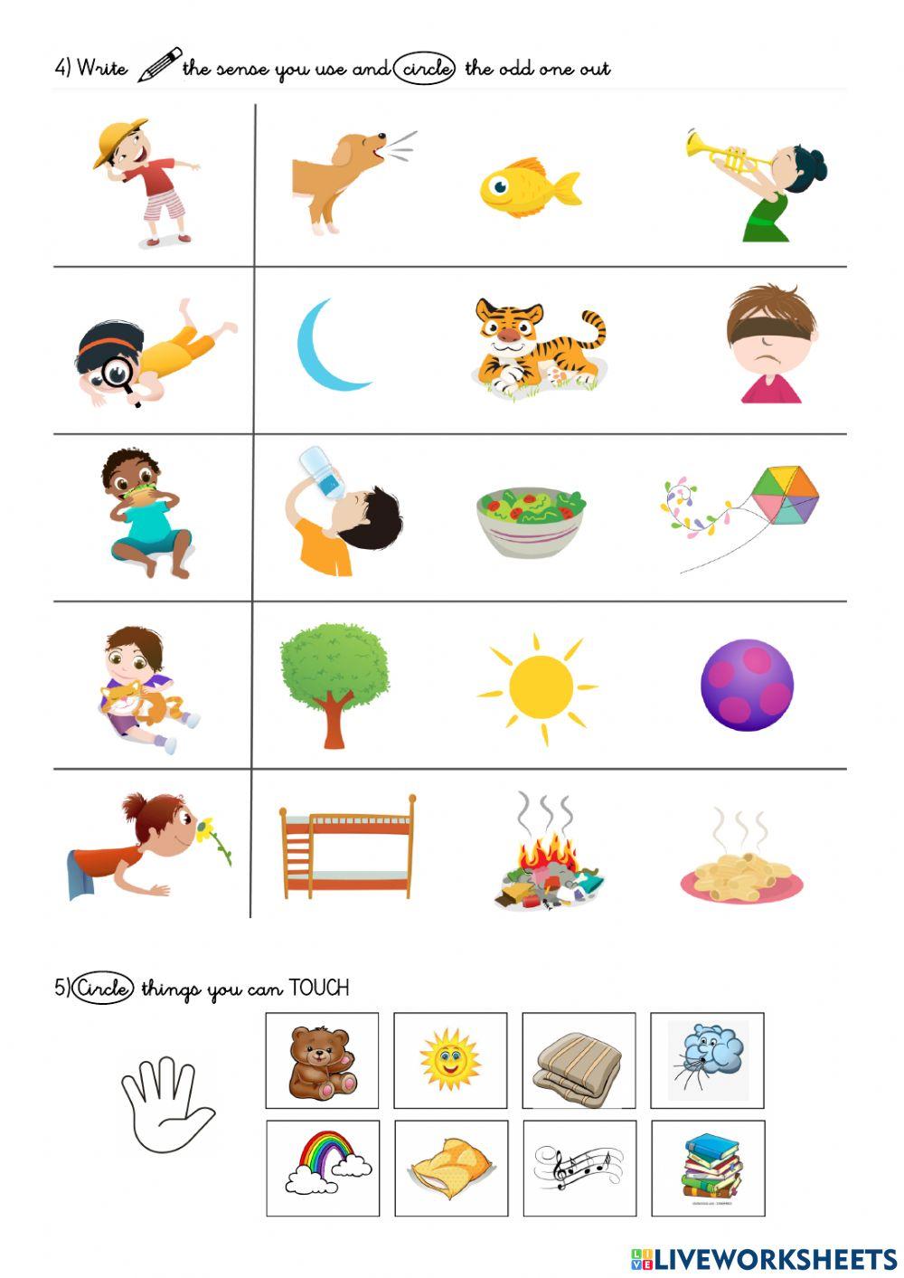 FIVE SENSES ワンブロー Five senses | Free Interactive Worksheets | 2191193