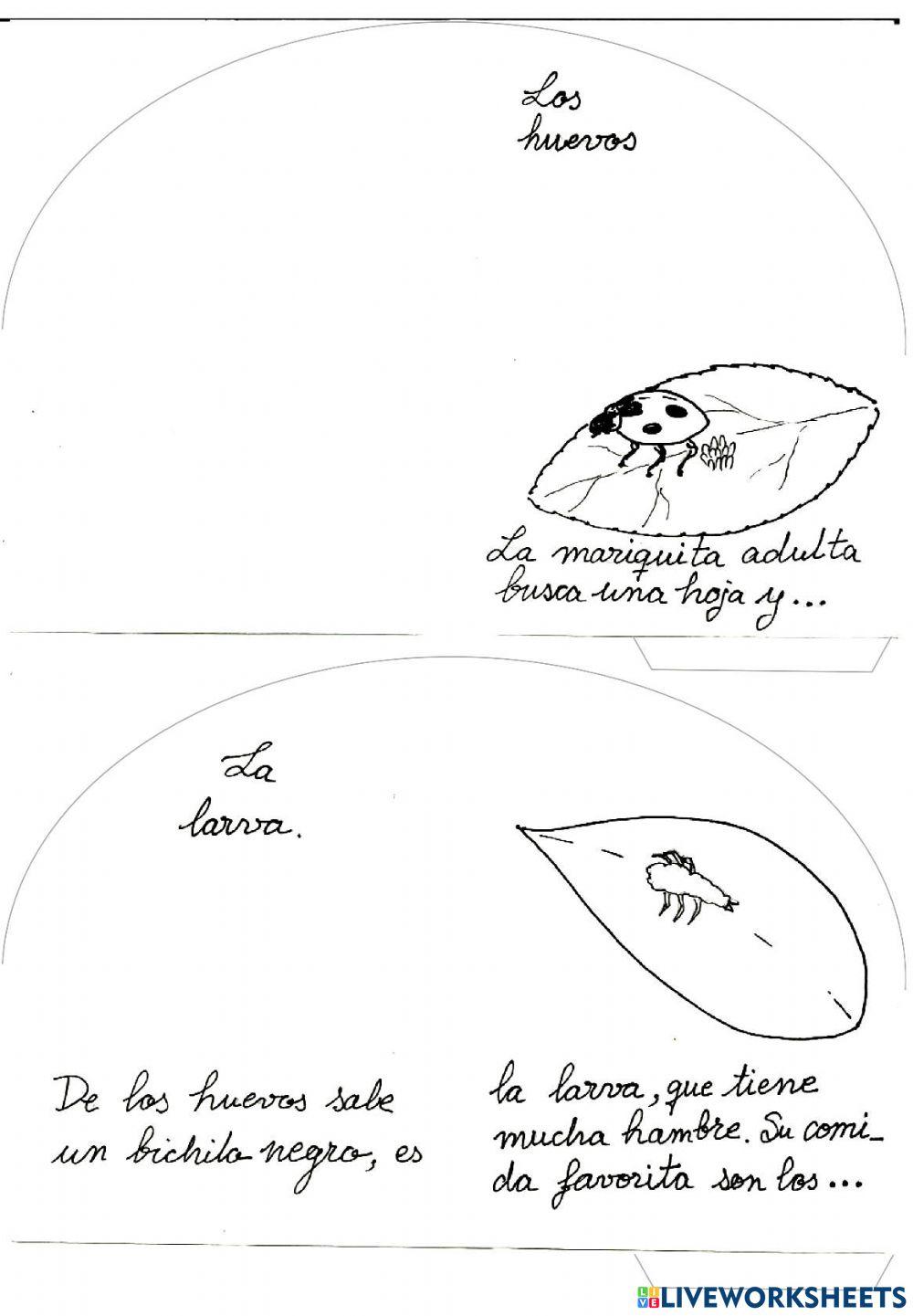 Ciclo de la mariquita 1