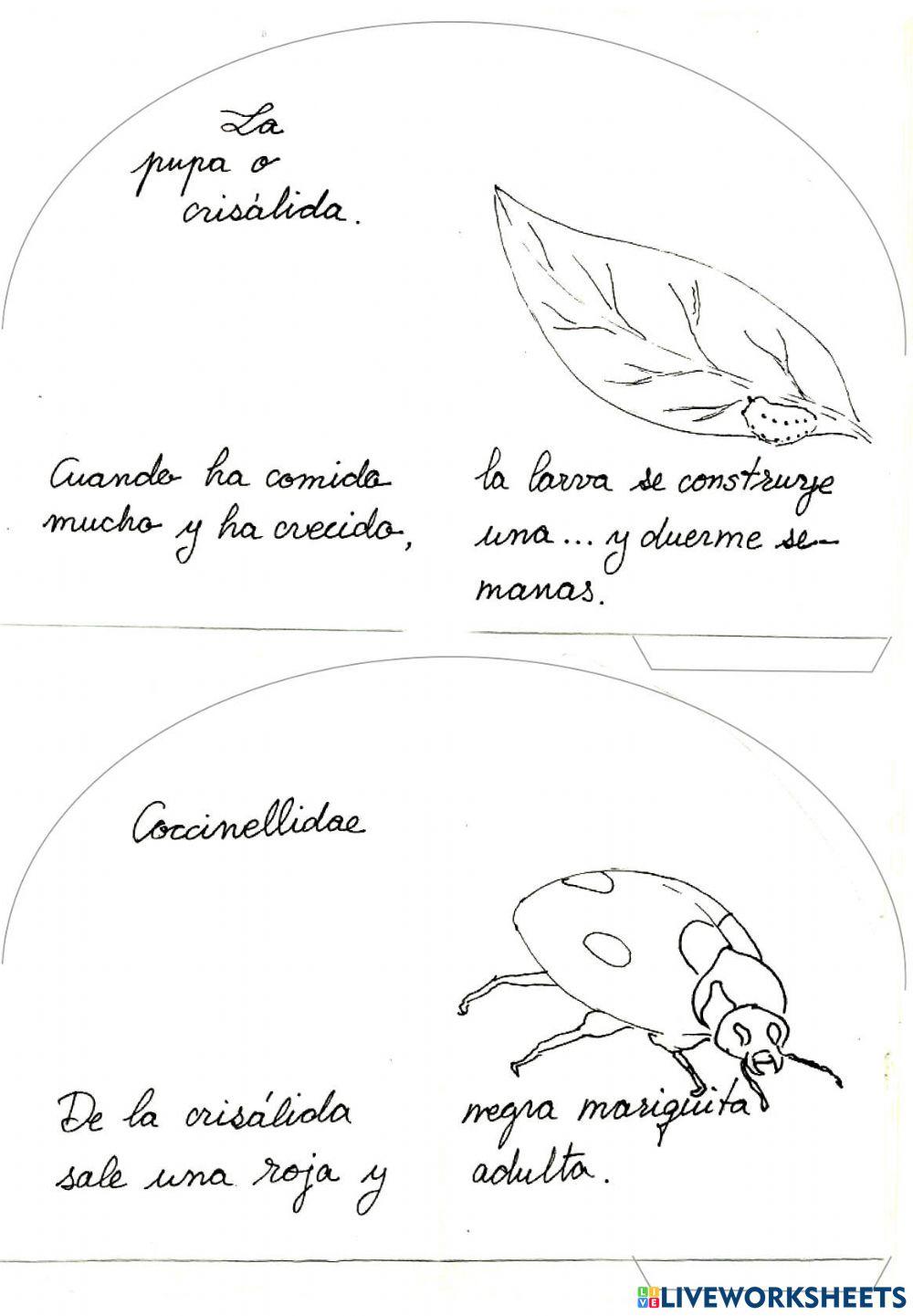 Ciclo de la mariquita2