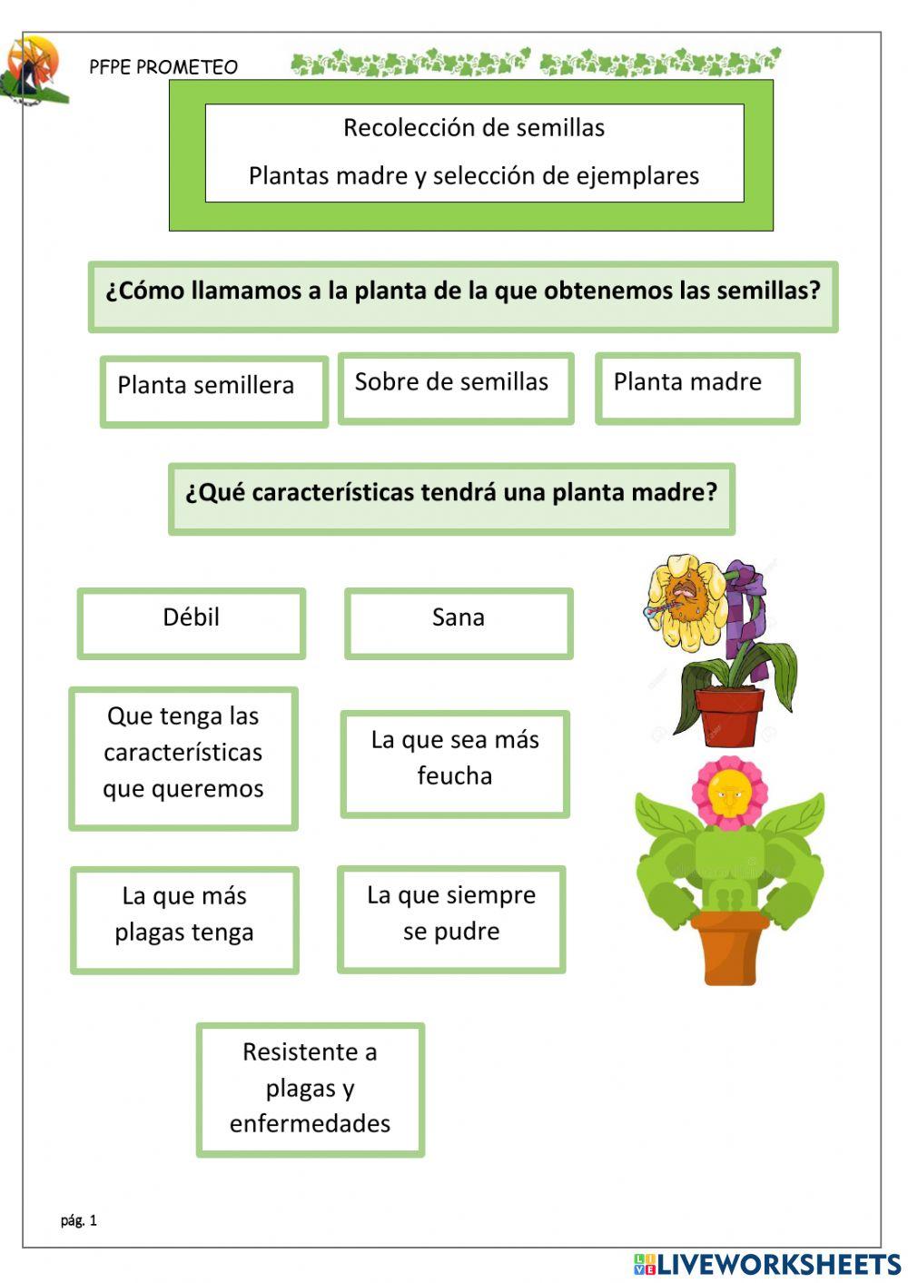 Plantas madre y selección artificial