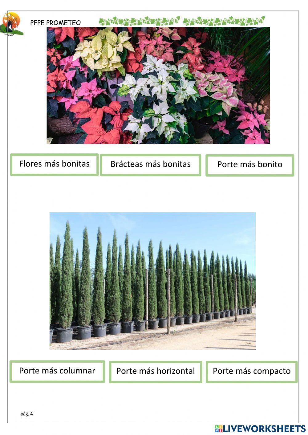 Plantas madre y selección artificial