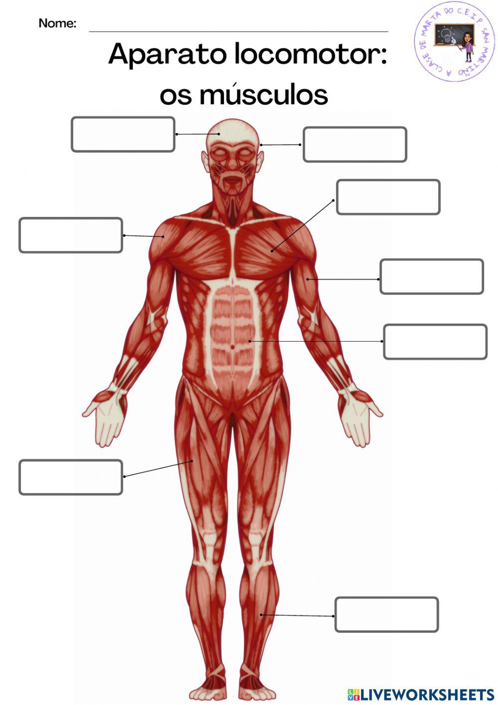 Aparato locomotor: os músculos