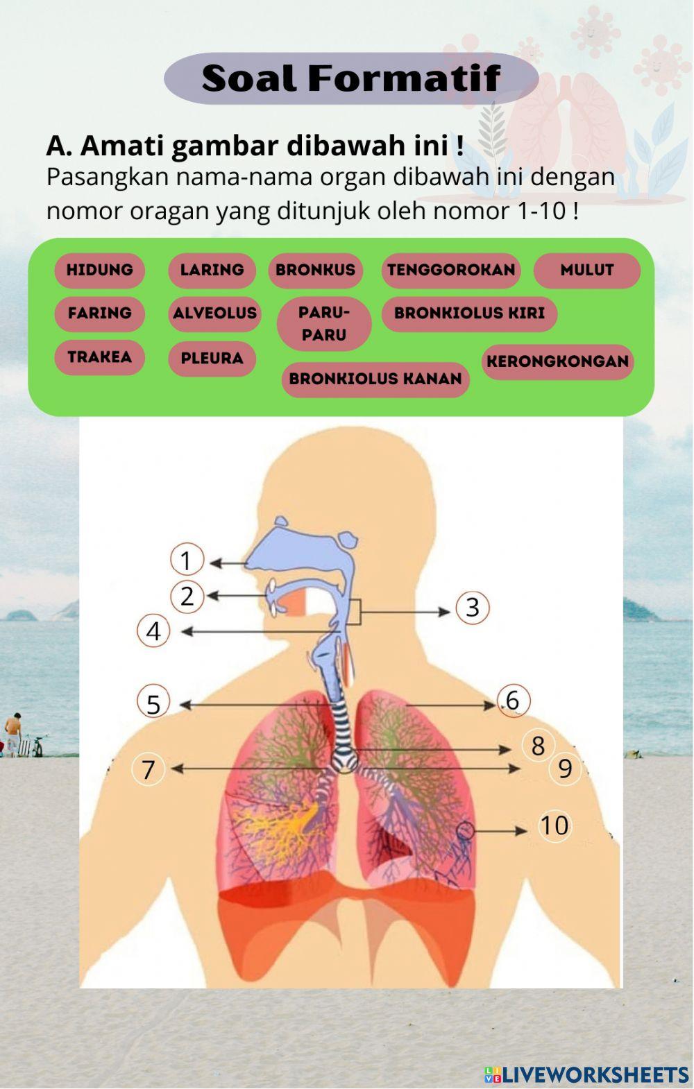 Soal Formatif Kelas 5 - Pernafasan Manusia