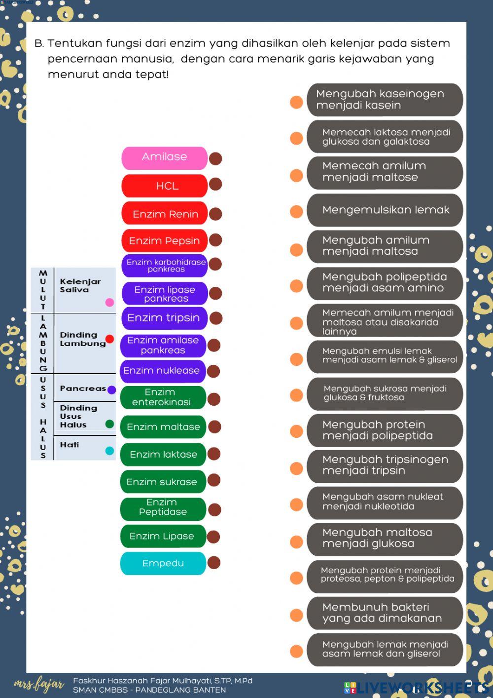 Lkpd sistem pencernaan