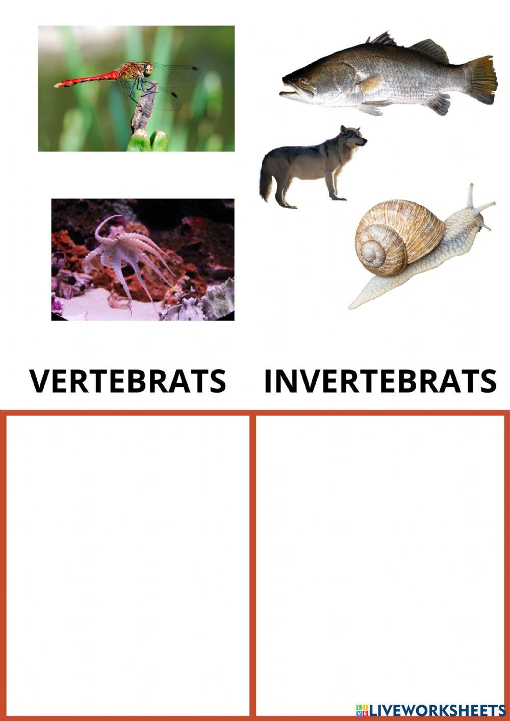 Vertebrats i invertebrats